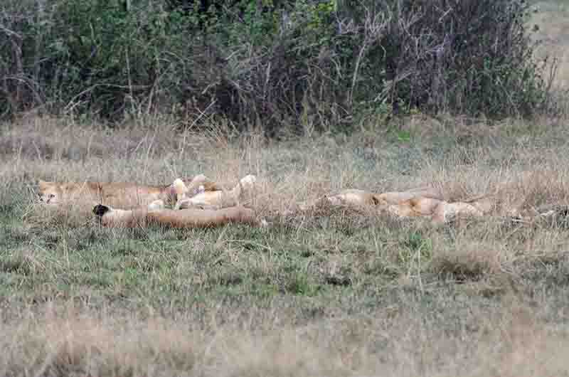 04 - Leones - parque nacional Queen Elizabeth - Uganda